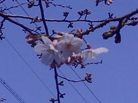 開花！ 2009/03/19 15:17:23