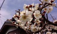 春ちかし 2010/02/22 12:27:36