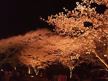 浜松フラワーパークの夜桜