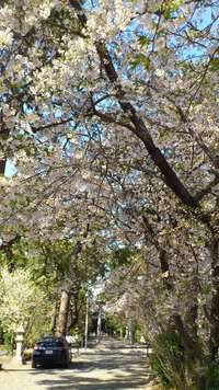 浜松八幡宮の桜 2012/04/09 15:12:12