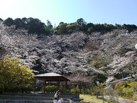お花見 2011/04/07 00:09:13