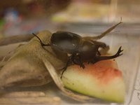 浜松的ウンケーの夜 2010/07/13 23:28:42