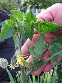 トマトのわき芽