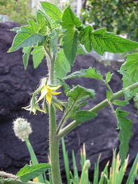 トマトのわき芽