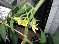 トマトのわき芽