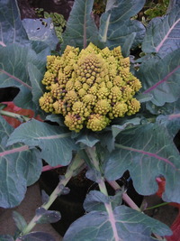 プランター栽培キャベツ芽キャベツロマネスコ