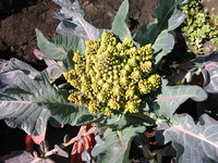 プランター栽培キャベツ芽キャベツロマネスコ