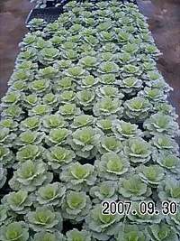 葉ぼたん順調で〜す