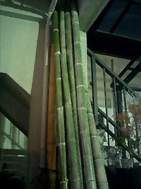 門松の竹を切る