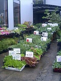 野菜苗が終わりました