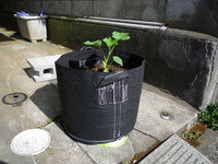 菜園自給率20%計画