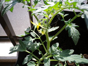 菜園自給率20%計画