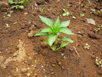 菜園自給率20%計画