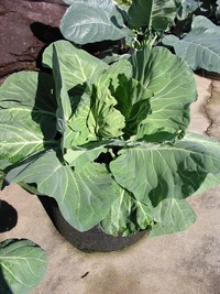 プランター栽培キャベツ芽キャベツロマネスコ