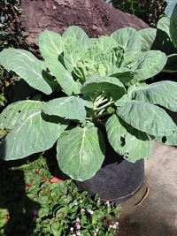 プランター栽培キャベツ芽キャベツロマネスコ