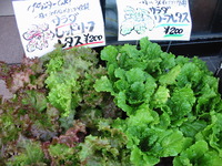 夏野菜苗残りわずか