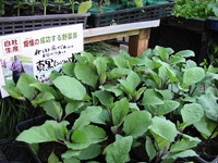 夏野菜苗残りわずか