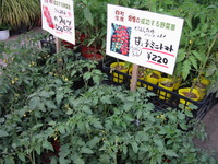 夏野菜苗残りわずか