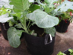 マイ畑　コンテナ野菜