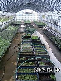 葉ぼたん順調で〜す