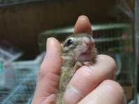 45-R3　シマリス　♀　12/02/初旬生