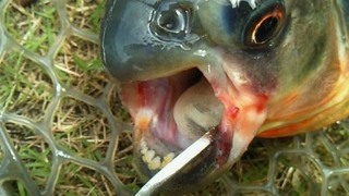 コロソマ釣り