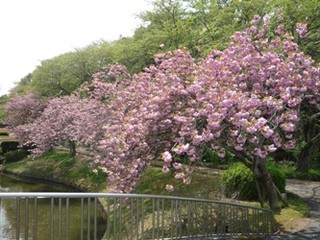 【観光】フラワーパークでは、チューリップや八重桜が見ごろ！