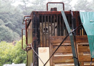 浜松市動物園に、ホッキョクグマ“キロル”が来園！