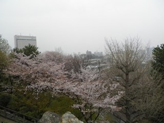 【家康くん日記】雨の浜松城　桜情報じゃ！