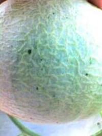 メロン　１３日目