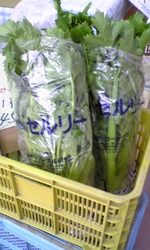 セロリー