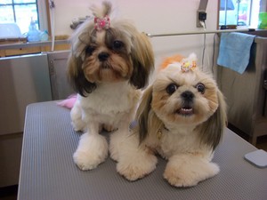 さくら＆ボタン♪