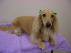 ルルちゃん♪