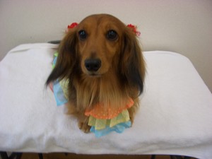 ハナちゃん♪