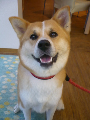 Ｗさくらちゃん♪