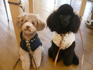 ゴエモン＆コジロウ♪