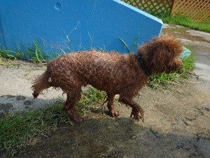 DOG　RUN♪
