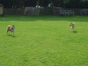 DOG　RUN♪