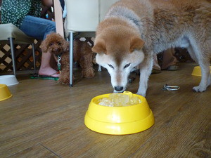 DOG　RUN♪