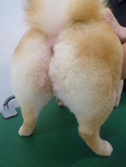 桃尻♪