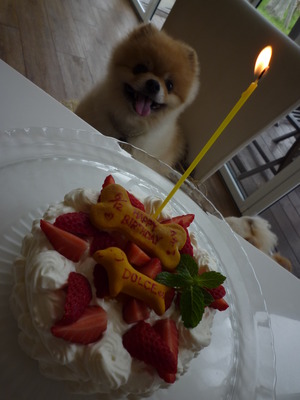 DOLCEくん♪