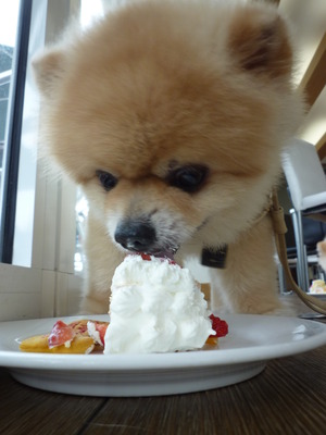 DOLCEくん♪