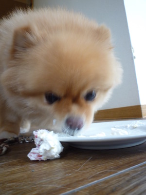 DOLCEくん♪