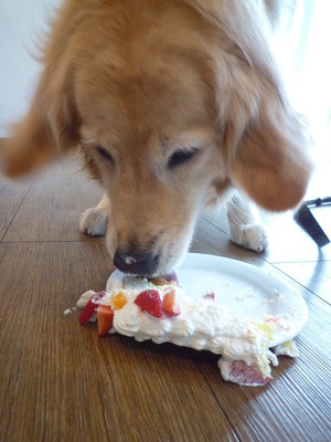 DOLCEくん♪