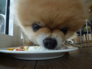 DOLCEくん♪