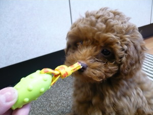 VINI♪