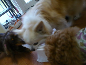 VINI♪