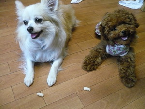 VINI♪