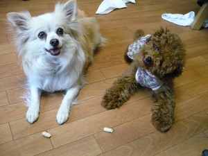 VINI♪