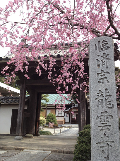 佐鳴湖　龍雲寺の枝垂れ桜
